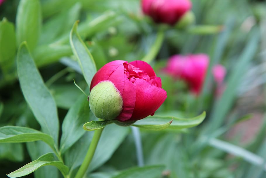 peônia, peônia vermelha, botão de peônia, floração da primavera, flor vermelha, flor, planta, frescura, beleza da natureza, crescimento