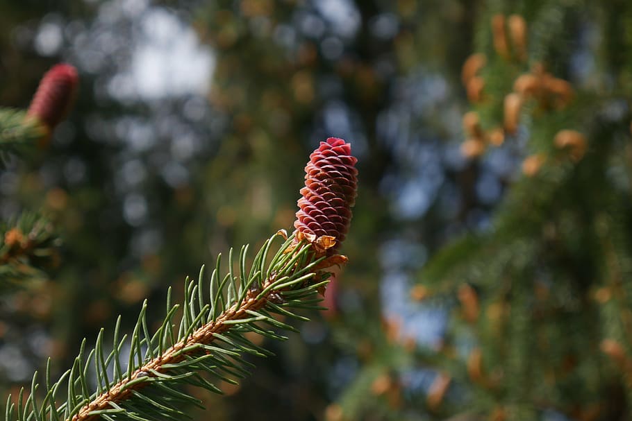 pine, cone, pinecone, tree, branch, fir, nature, plant, growth, focus on foreground