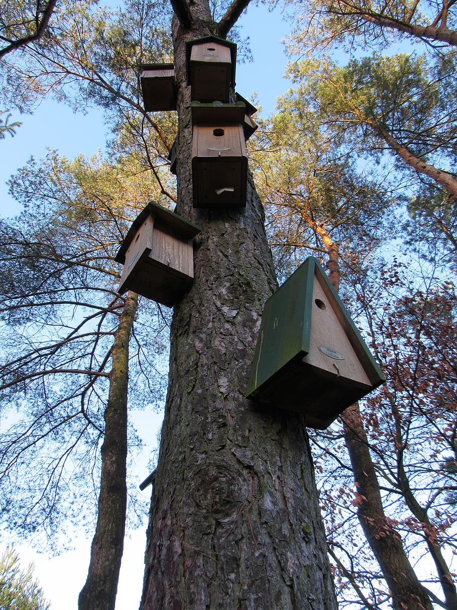 casita para pájaros, árbol, madera, casa, de madera, vista de ángulo bajo, planta, tronco, tronco de árbol, naturaleza