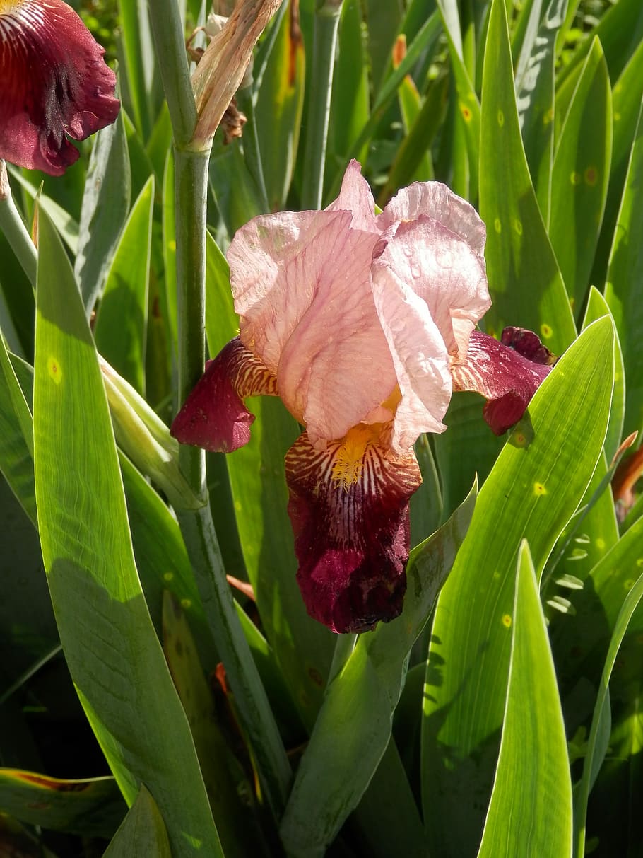 Iris, Toned, Flower, Bloom, Spring, two-toned, maroon, pink, leaf, growth