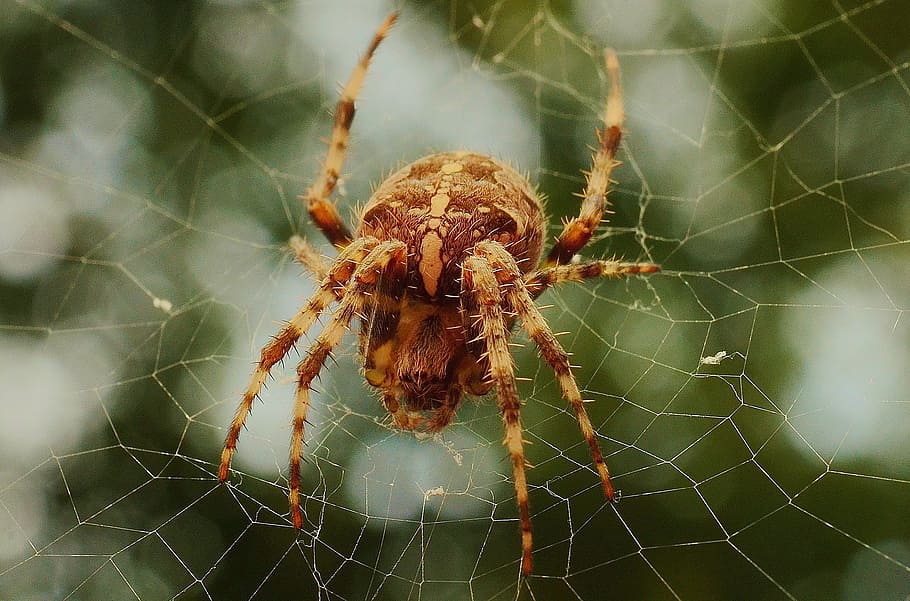 거미, 거미줄, 웹, 네트워크, 소름 끼치는, 곤충, 거미 류의 동물, 동물 테마, 동물, 거미류의 동물