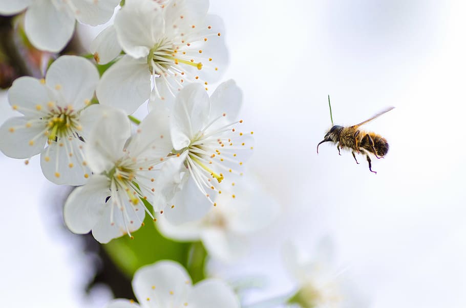 bee, hovering, front, white, petaled flower, closeup, photography, honey, nature, macro