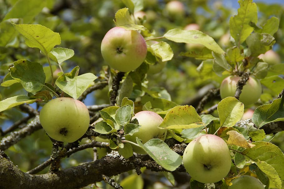 apple, apple tree, aesthetic, branches, fruit, frisch, healthy, vitamins, harvest, food