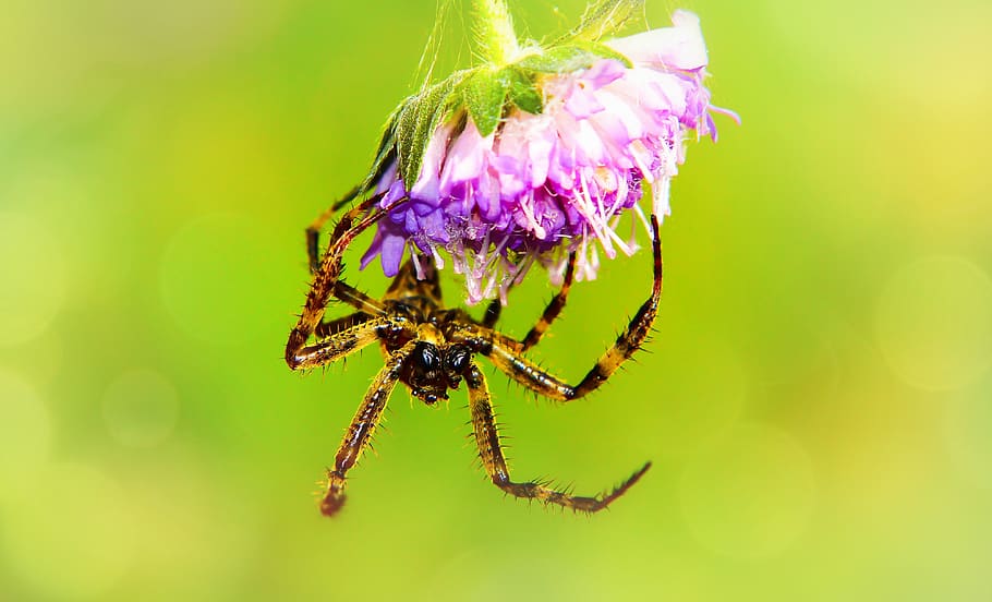 crusader garden, female, arachnid, scary, hairy, insect, phobia, animals, nature, at the court of