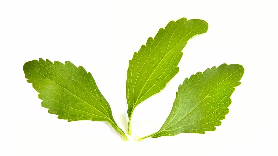 hijau, berdaun, tanaman, putih, latar belakang, Stevia, Herbal, Pemanis, manis, daun