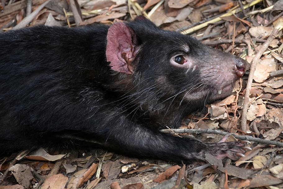 shallow, focus photo, rodent, tasmanian devil, sarcophilus harrisii, species, dasyuridae, animal world, nature, carnivores