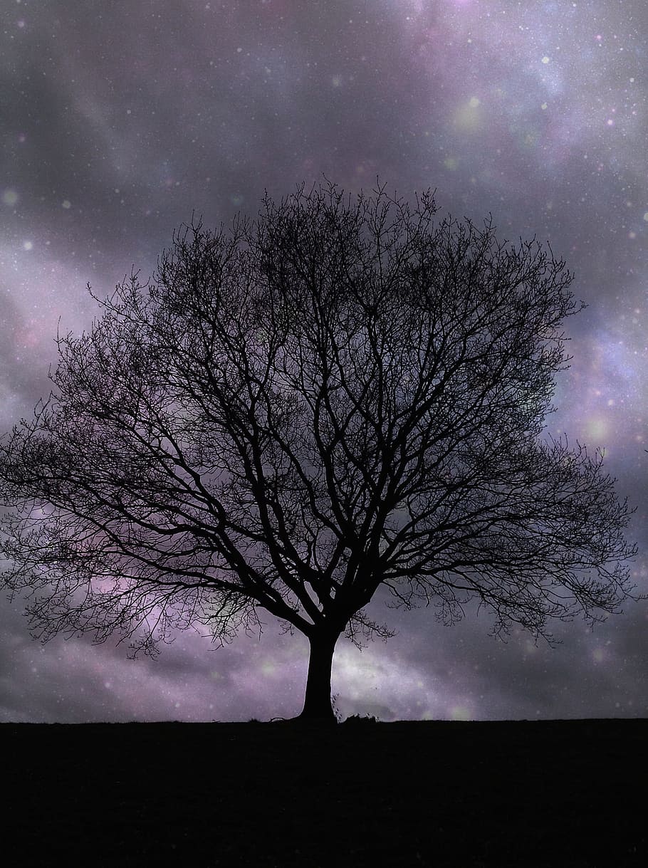 Árvore solitária, estrelas, noite, solitário, silhueta, céu, linda, árvore, escuro, natureza