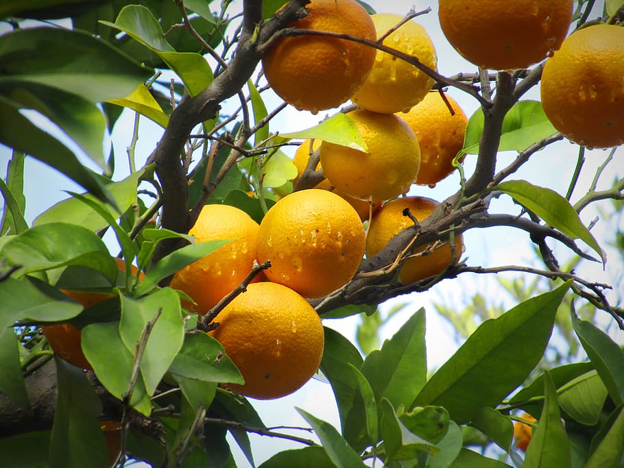 naranja, naranjo, naturaleza, hojas, fruta, cítrico, alimentación saludable, hoja, parte de la planta, comida