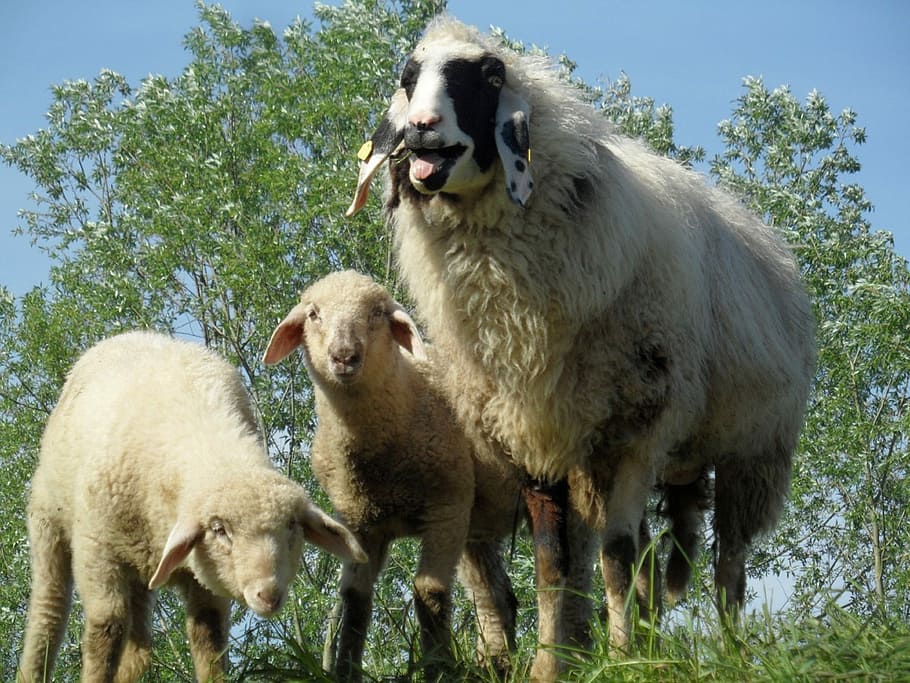 Sheep, Lamb, Lambs, Dike, animal, animal wildlife, animals in the wild, day, outdoors, group of animals