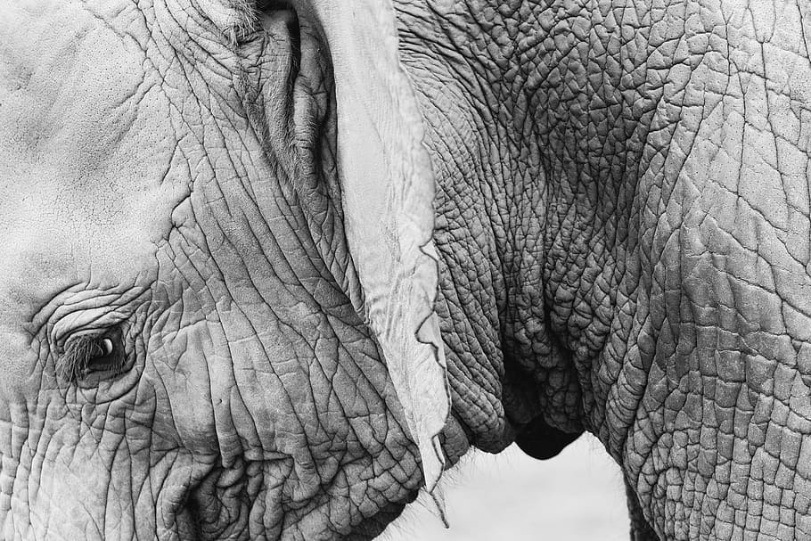 elephant, grayscale photography, animal, wildlife, skin, wrinkles, thick, nature, zoo, cute