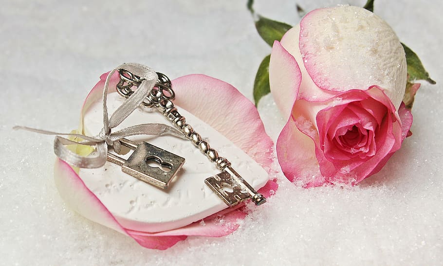 rosa, pétala, cadeado, chave, ao lado, flor, coração, amor, romance, símbolo
