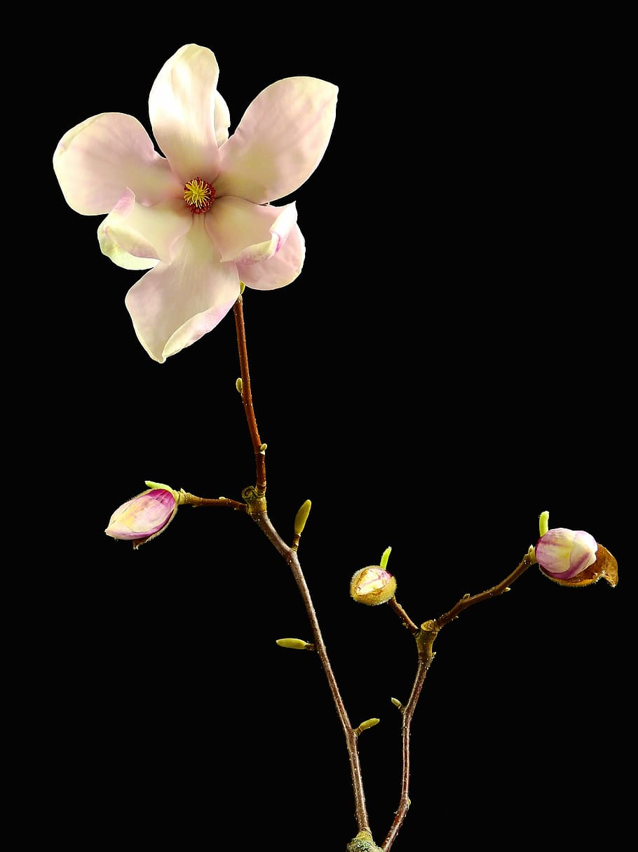 merah muda, putih, bunga-bunga petaled, bunga, mekar, musim semi, alam, tanaman, pohon, magnolia