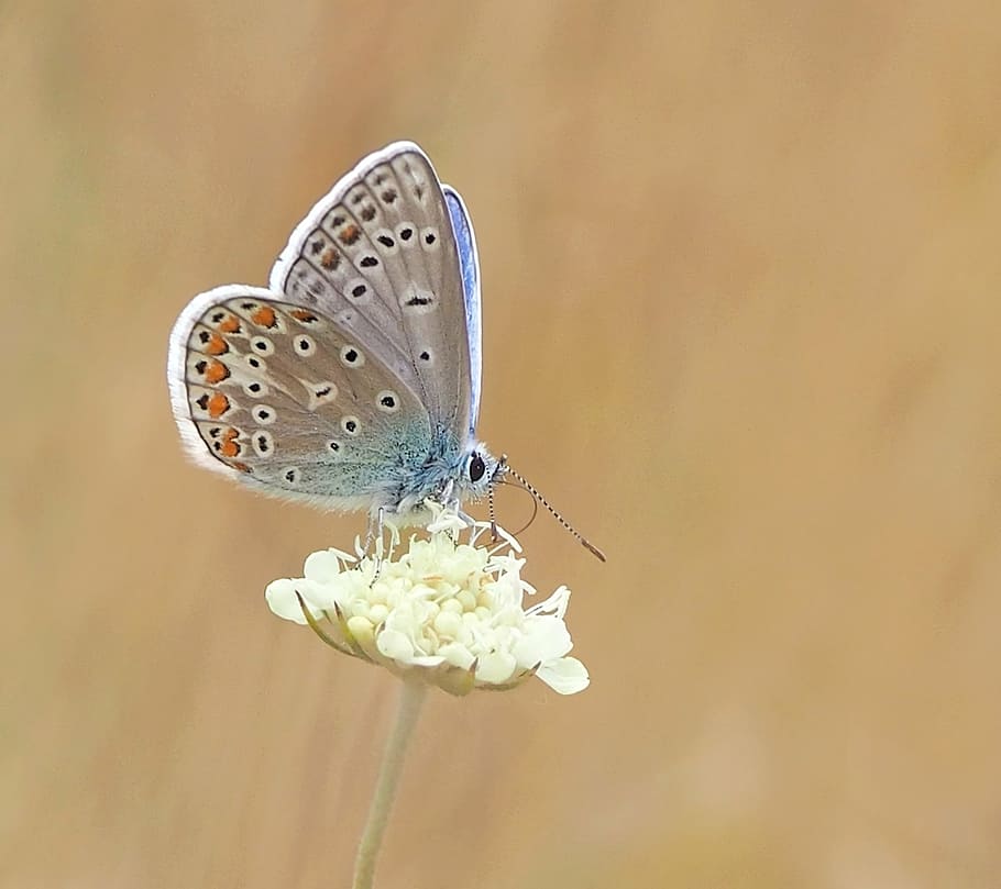shallow, focus photography, common, blue, butterfly, insect, nature, live, butterfly - Insect, animal