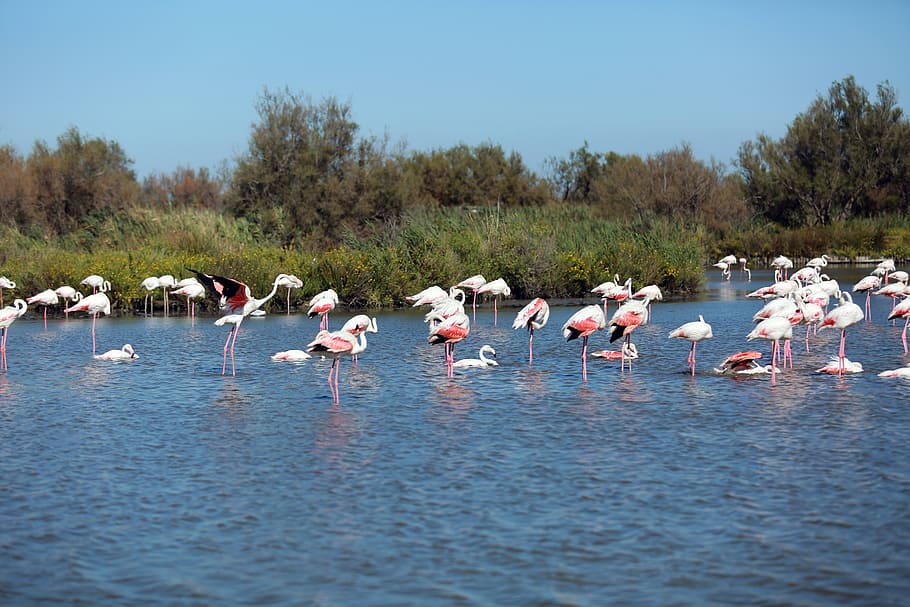 Une, en, Camargue, body of water, flock, flamingos, daytime, bird, water, animals in the wild