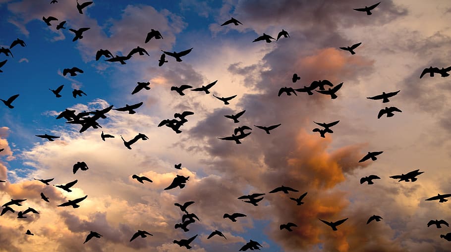 Birds, Group, Migration, group of birds, nature, cloud, clouds, evening red, autumn, bird