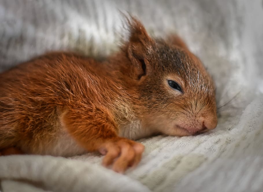 squirrel, young animal, tired, sleep, fall asleep, small, young, cute, rodent, furry