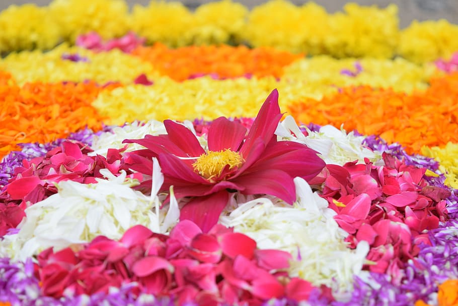 aneka tempat tidur bunga, Onam, Kerala, Festival, India, tradisional, hindu, perayaan, malayalam, malayali