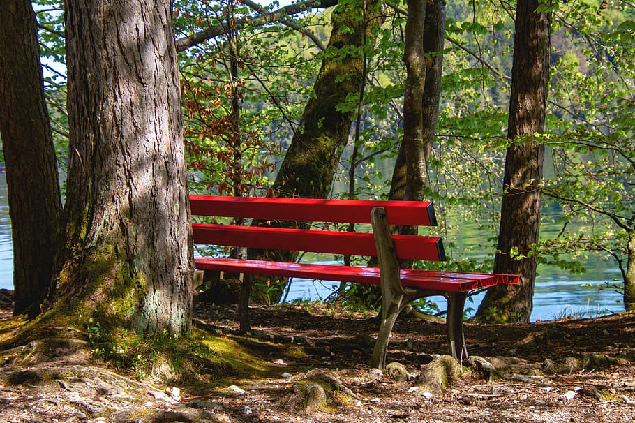 red, wooden, bench, tree, outdoor, bank, nature, trees, lake, recovery