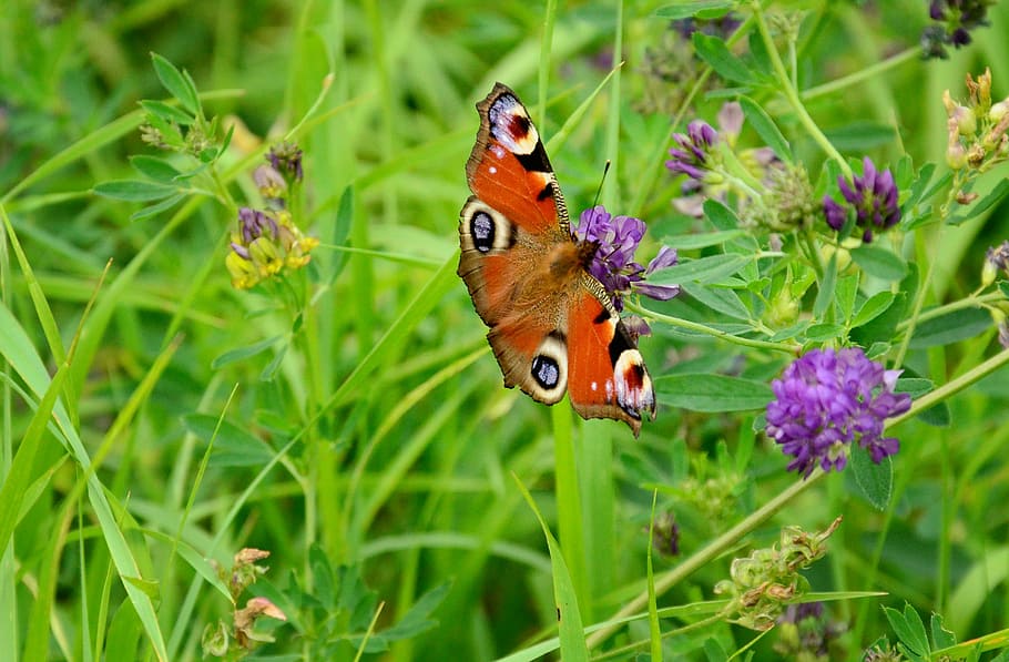 butterfly, european peacock, summer meadow, clover, clover flower, grass, summer, nature, sweden, plant