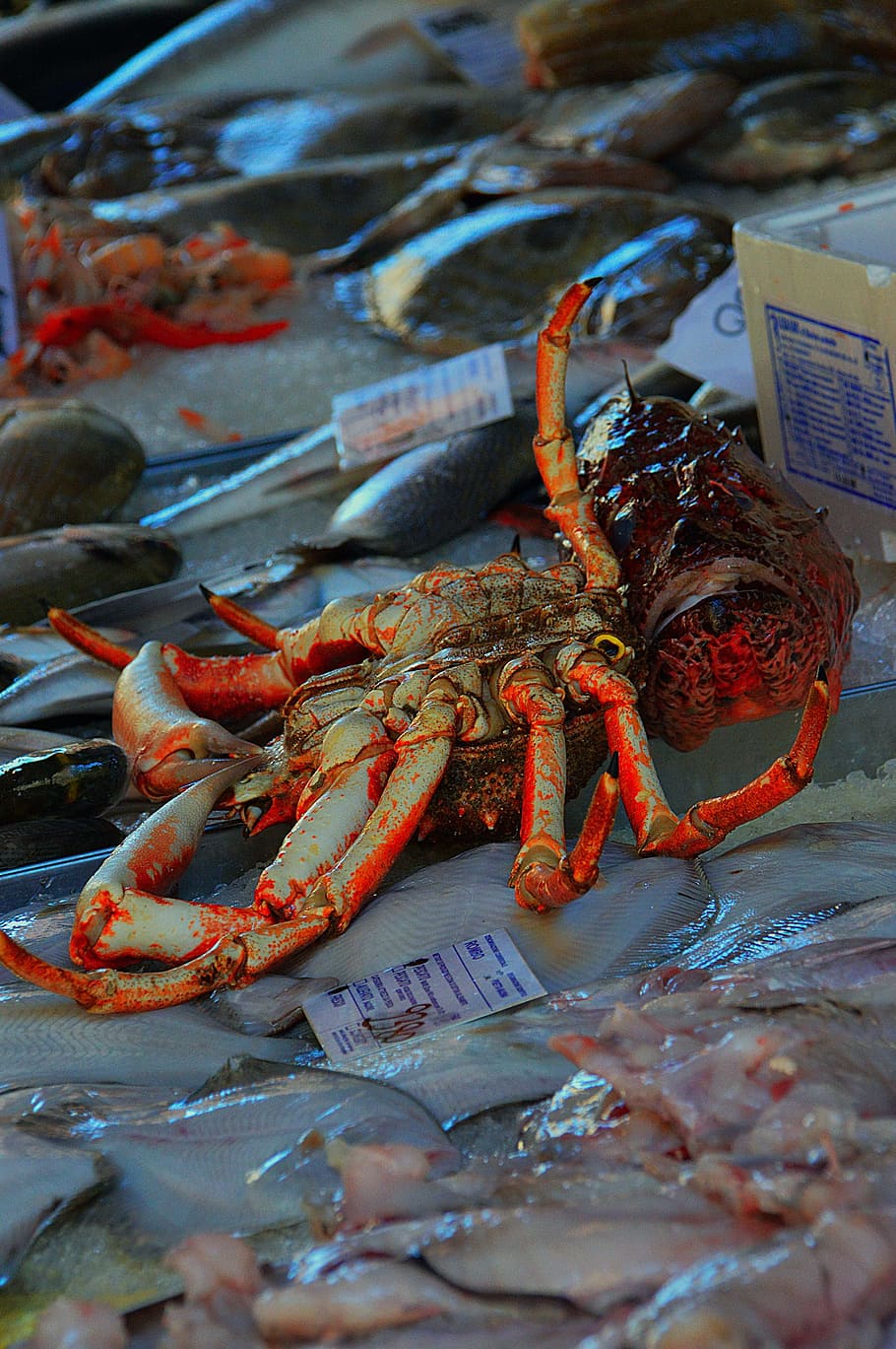 cancer, fish market, tenge fruits of, sea, living, sea creatures, food, seafood, crustacean, crab