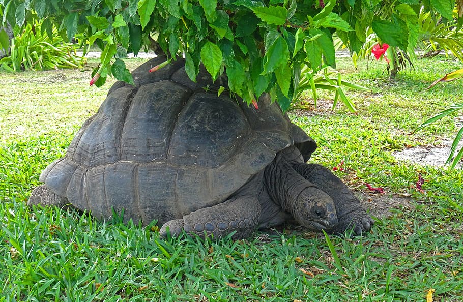 turtle, animals, carapace, giant tortoise, animal, tortie, nature, plant, grass, animal themes