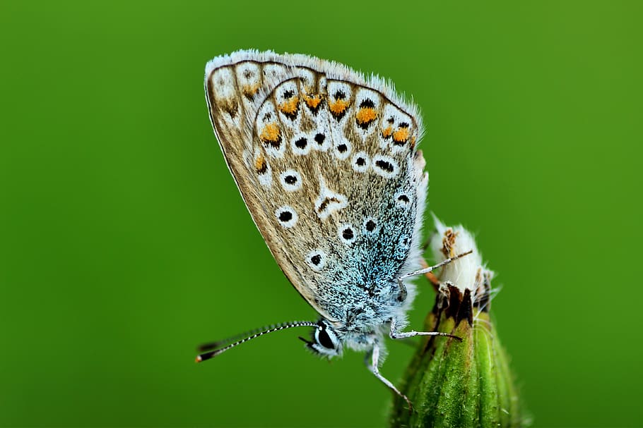 biru umum, kupu-kupu, padang rumput, alam, merapatkan, musim panas, serangga, rumput, sayap, makro