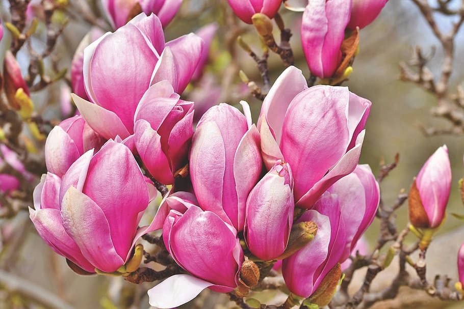 Magnolia, pohon Magnolia, bunga, magnoliengewaechs, magnolia mekar, merah muda, frühlingsblüher, tunas, mekar, tanaman