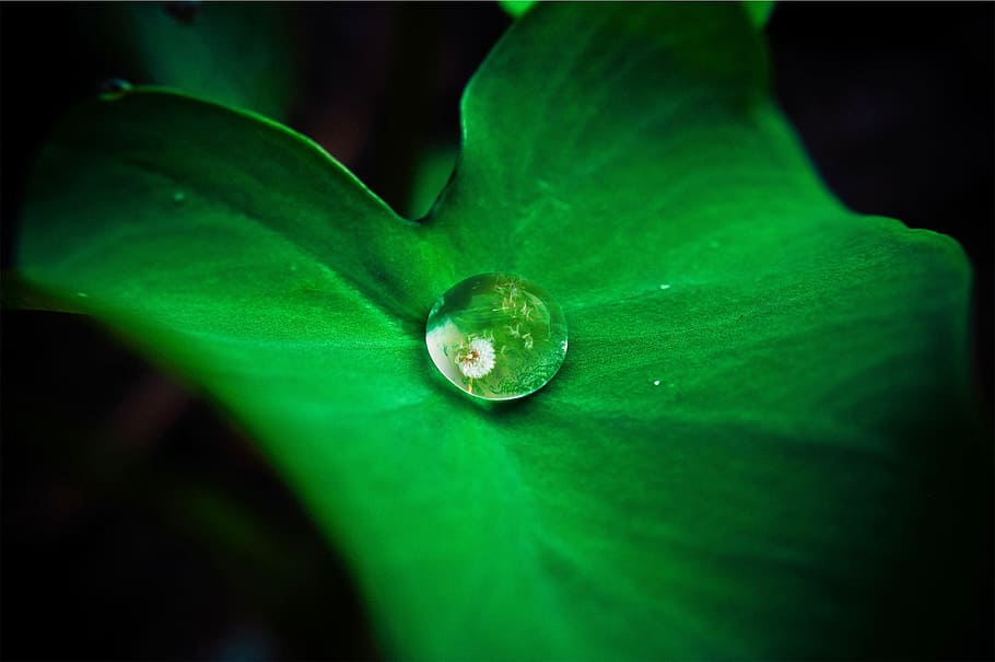 green leaf plant, leaf, droplet, rolling off, fresh, plant, green, water, drop, macro