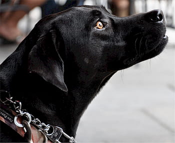 labrador-dog-profile-black-royalty-free-