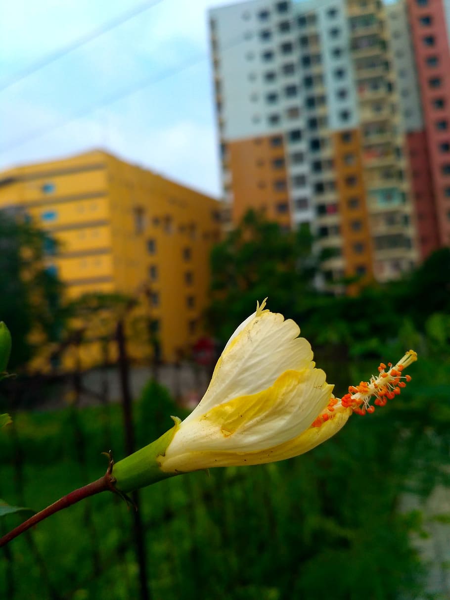 nature, beauty, flower, plant, built structure, flowering plant, building exterior, focus on foreground, beauty in nature, vulnerability
