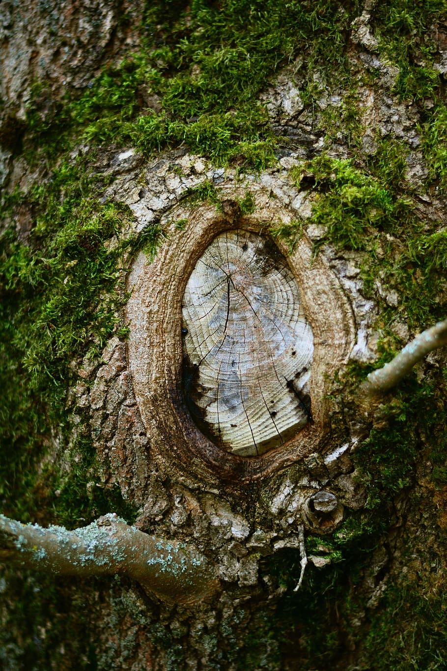 brown wood slab, tree, old tree, knothole, log, wood, weathered, grove, weathered baum, moss