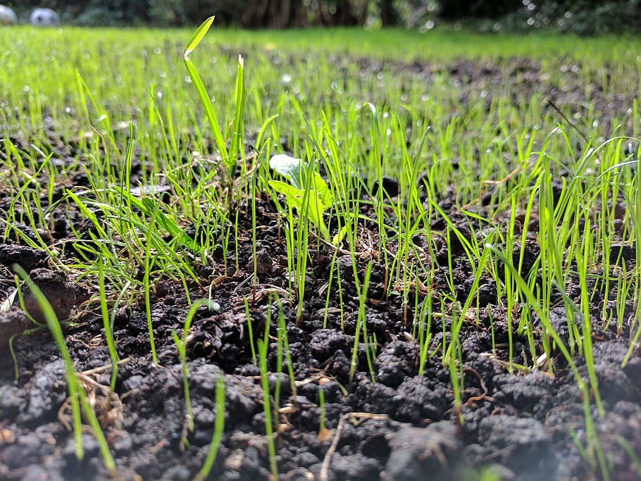 grass seed, up close, ground level, growth, grow, growing, recovery, grassroots, soil, earth