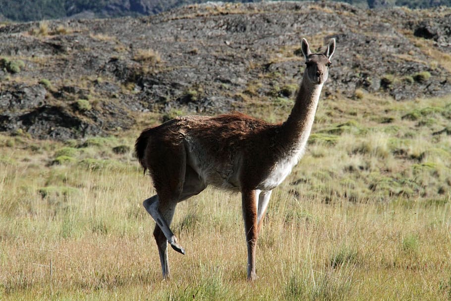 Chile, Guanaco, Patagonia, chilean, south, carretera austral, one animal, animal wildlife, animals in the wild, animal