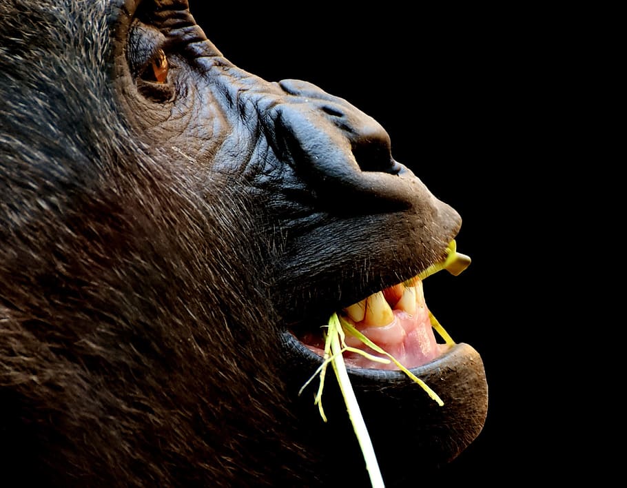 black, monkey macro photography, gorilla, monkey, funny, animal, zoo, furry, omnivore, wildlife photography