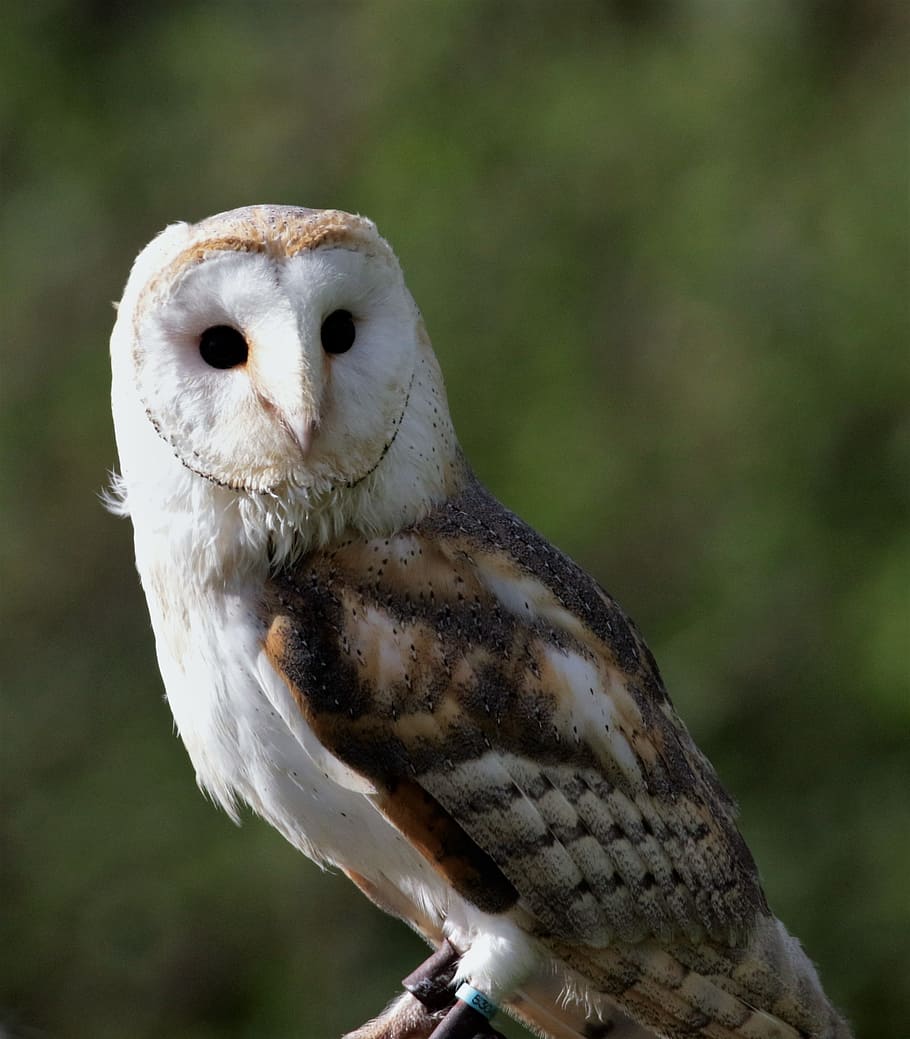 close-up photography, white, black, owl, black owl, barn owl, barn, bird, animal, beak