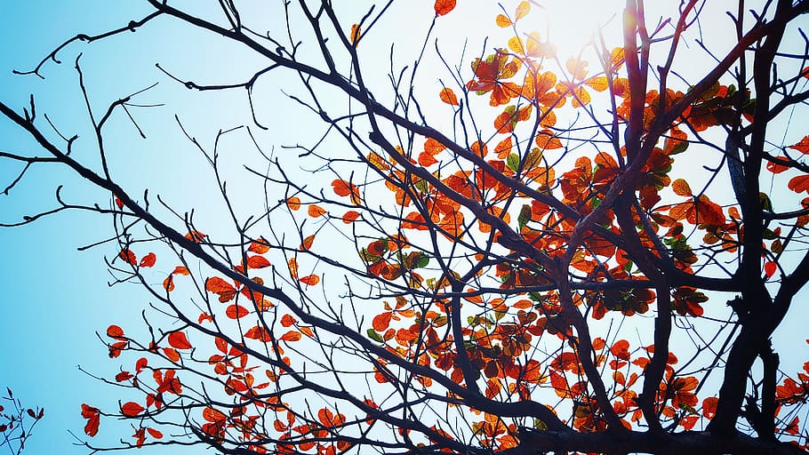 alam, pohon, daun, cabang, ranting, langit, matahari, cahaya, intip, musim gugur
