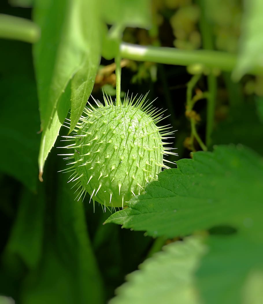 plant, spikes, green, summer, wild cucumber, green color, growth, leaf, plant part, close-up