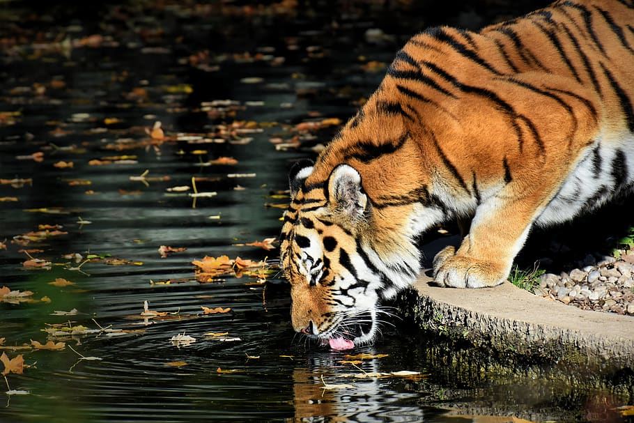 tiger, predator, drink, water, thirst, thirsty, fur, beautiful, dangerous, big cat