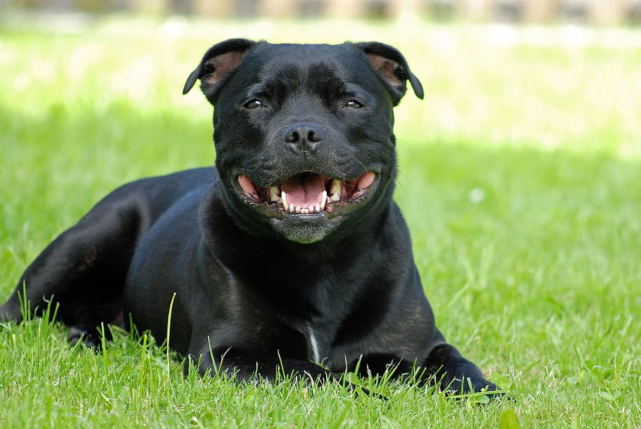 animal, dog, staffordshire-bull-terrier, attention, one animal, grass, canine, pets, mammal, domestic