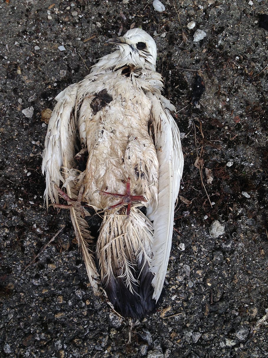 paloma, muerto, pájaro, sin vida, rígido, como, cadáver, descomposición, pinnado, venir a