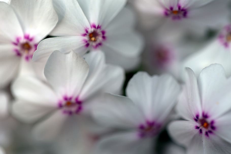 branco, flores, plano de fundo, suave, foco, macro, flor, pétalas, natureza, close-up