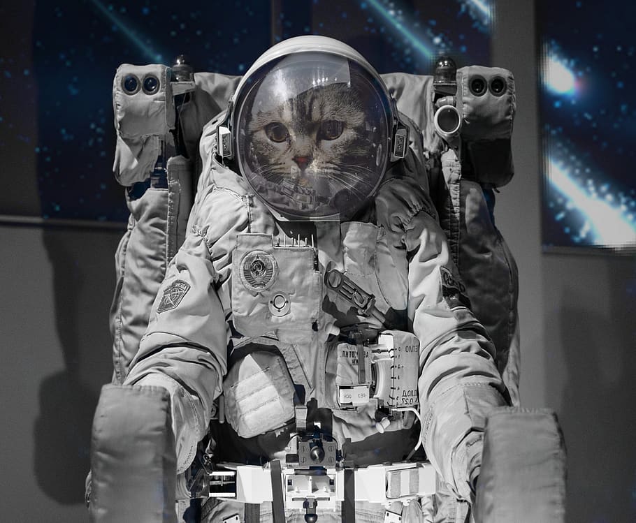 astronauta, militar, leme, roupa, espaço, gato, fantasia, futurista, uniforme, uma jornada de descoberta
