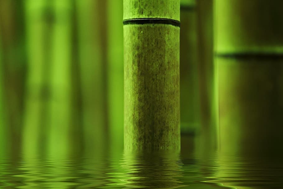 bamboo, abstract, green, course, background, green color, plant, focus on foreground, nature, day