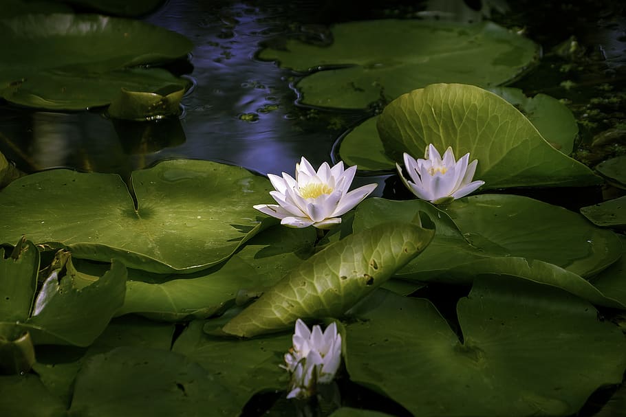 water lily, lake, pond, river, blossom, bloom, nature, flowers, aquatic plant, lily pad