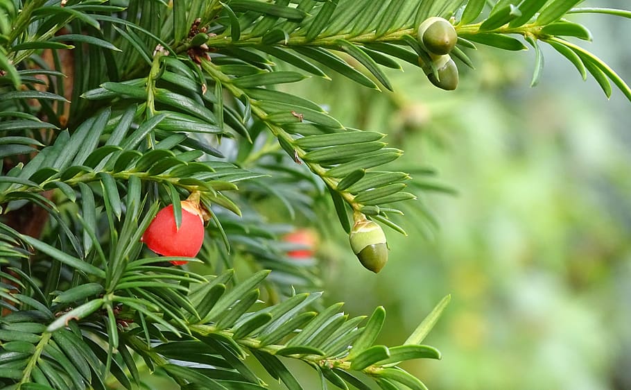 yew, conifer, taxus, berries, yew greenhouse, evergreen, cup shaped, fruits, taxaceae, taxus baccata