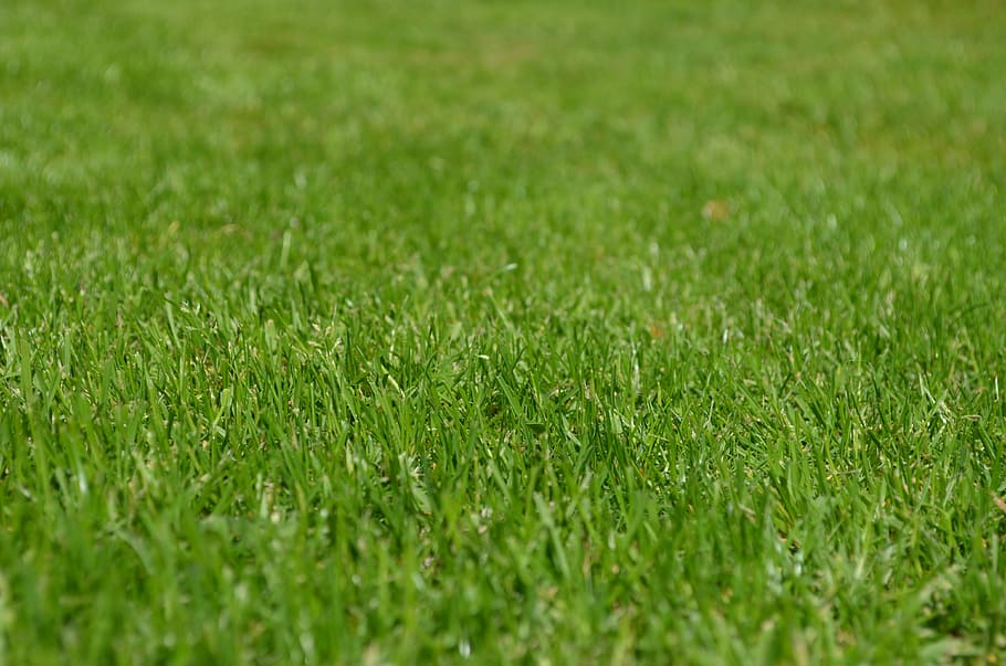 green grass lawn, rush, meadow, ornamental grass, spring, grow, green, english lawn, lawn mower, lawn care
