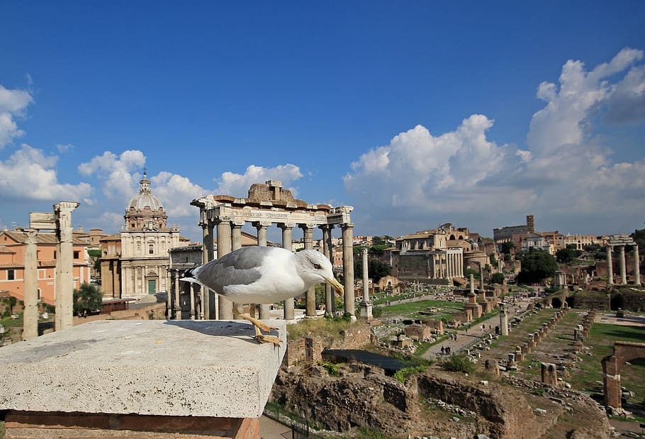 italia, roma, forum romawi, lanskap, burung, Arsitektur, eksterior bangunan, struktur yang dibangun, langit, awan - langit