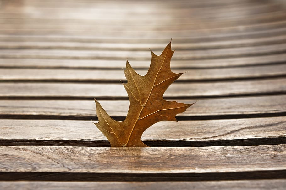 leaves, autumn, the leaves, brown, plants, nature, hwalyeob, niche, wood - material, leaf
