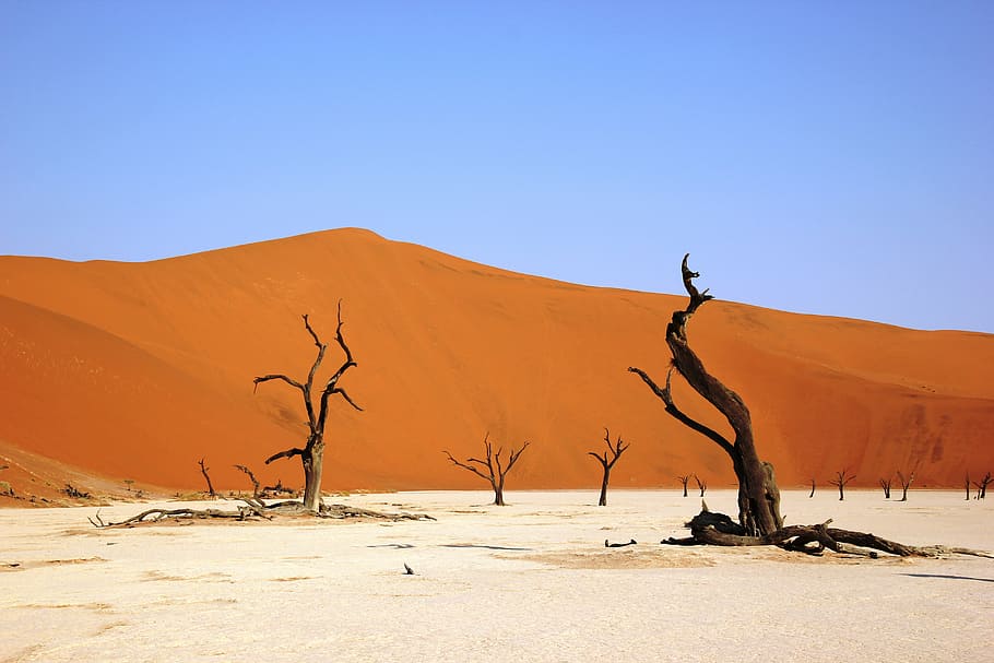 desierto del sahara, mortal, namibia, desierto, seco, arenoso, wüstentour, planta muerta, heiss, parque nacional