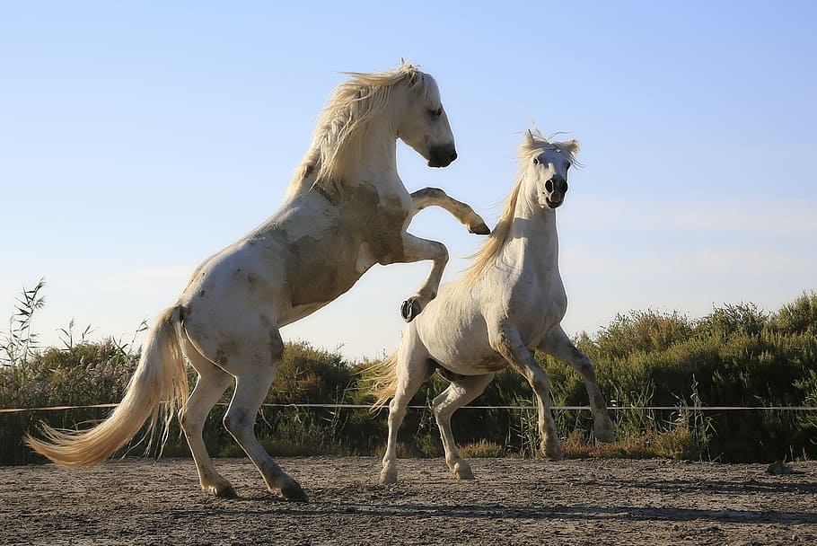 two, white, horse, galloped, daytime, standard, horses, combat, mane, horseback riding